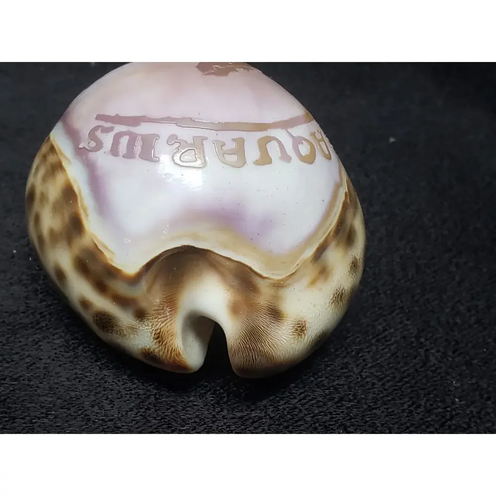 Aquarius Astrology January 20 -  February 20 Tiger Cowrie Seashell Horoscope